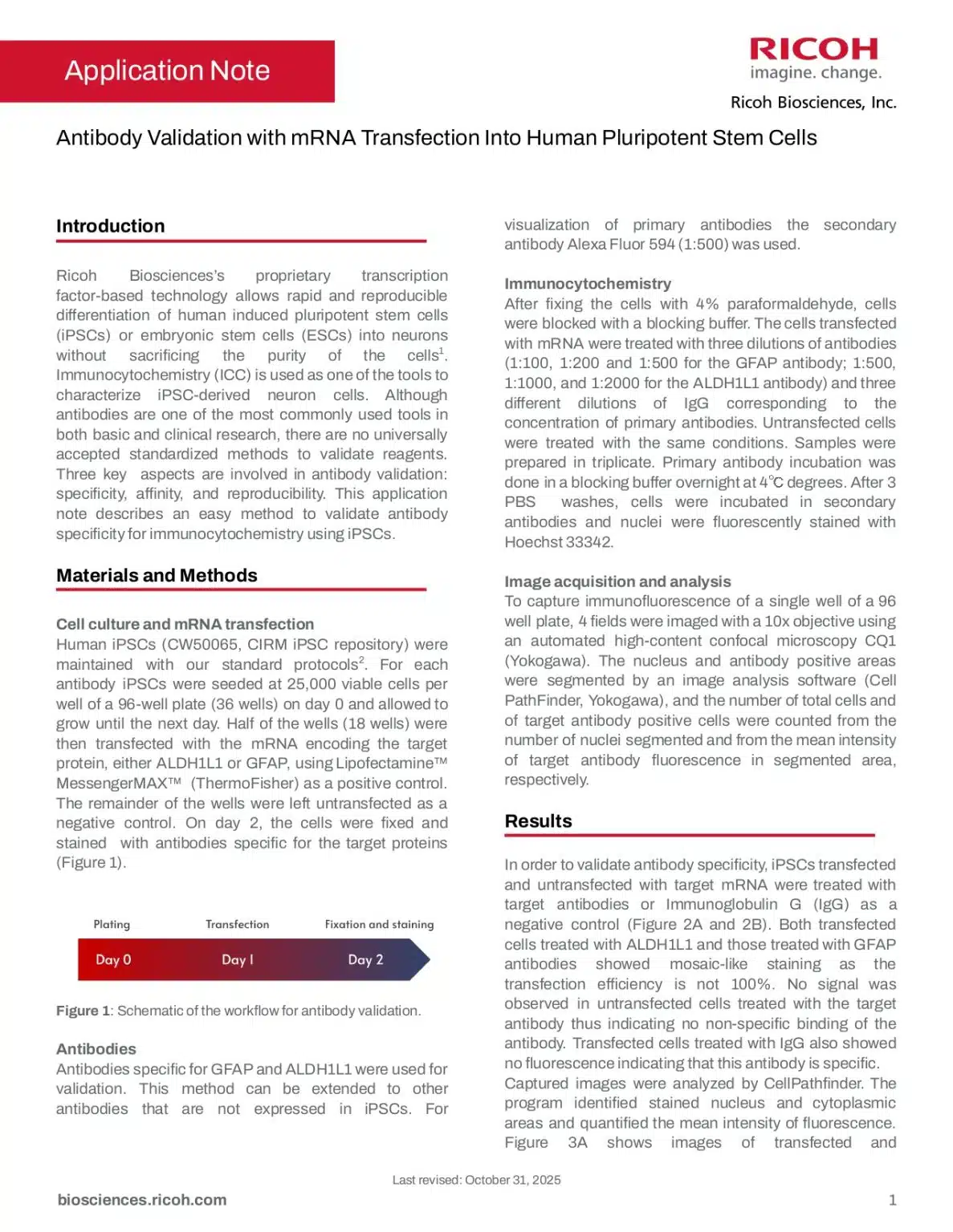 Antibody Validation with mRNA Transfection Into Human Pluripotent Stem Cells