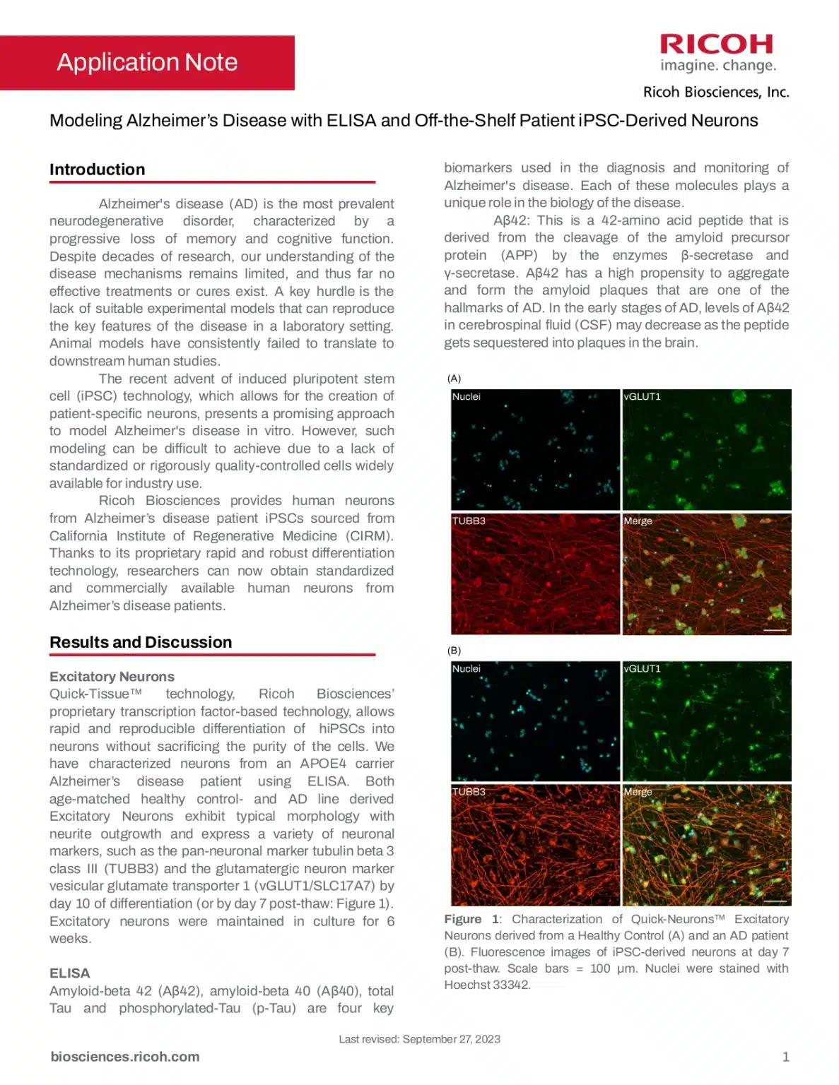 Modeling Alzheimer’s Disease with ELISA and Off-the-Shelf Patient iPSC-Derived Neurons