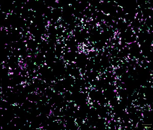microglia preview image