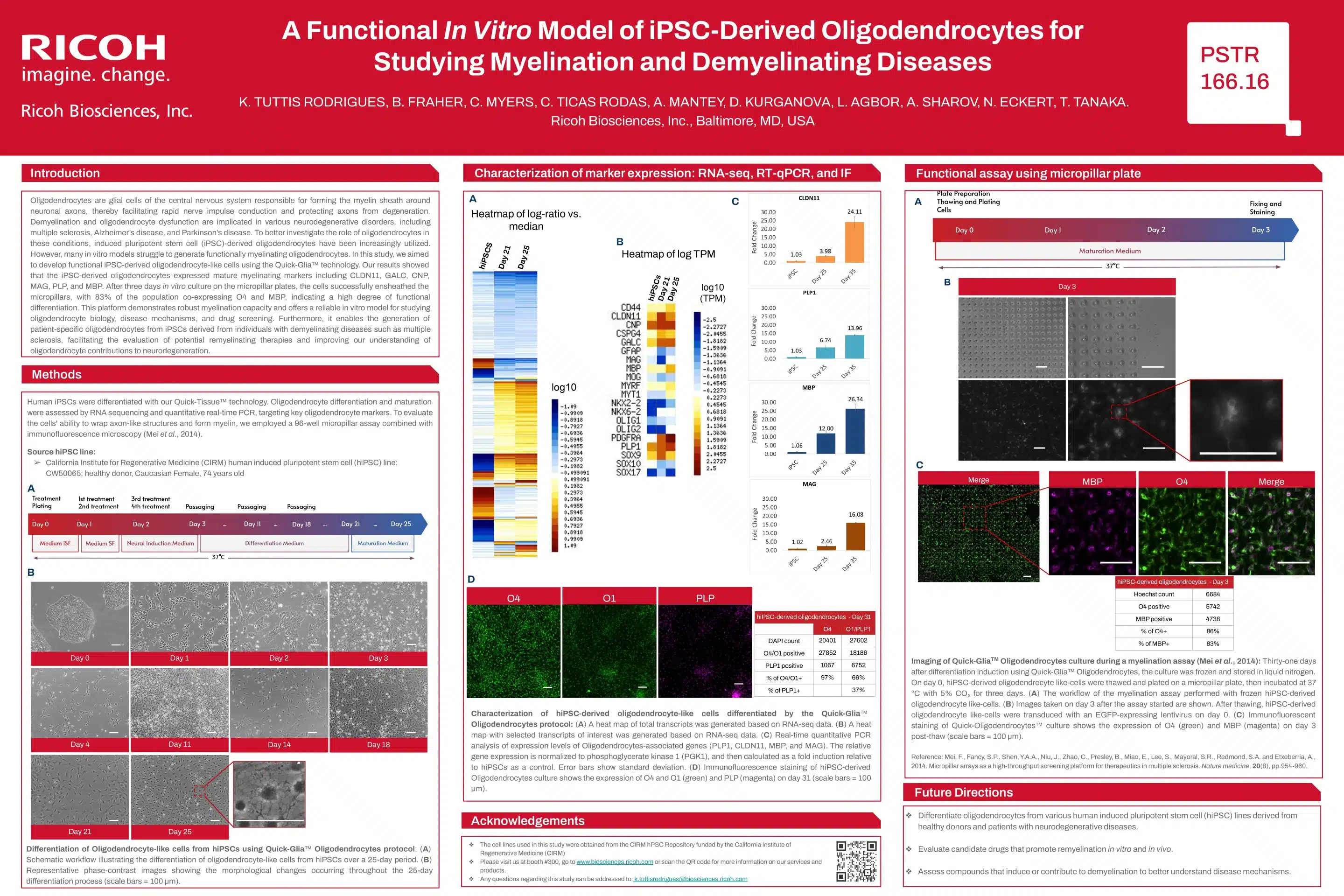 A Functional In Vitro Model of iPSC-Derived Oligodendrocytes for Studying Myelination and Demyelinating Diseases (SfN 2025)