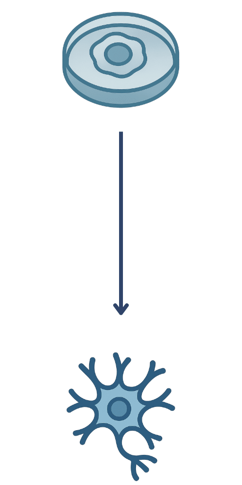 Human Gene Correlation Matrix