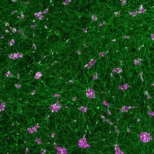 da mrna hc cw50065 icc merge