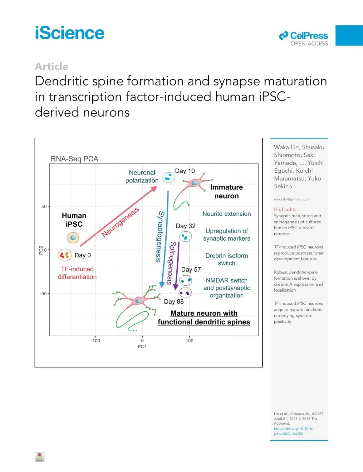 Dendritic spine formation and synapse maturation in transcription factor-induced human iPSC-derived neurons