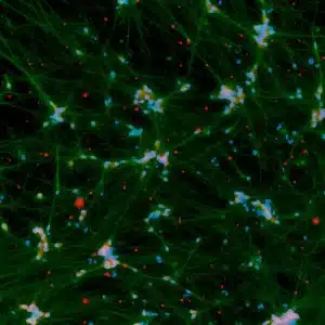dopaminergic neurons mRNA kit product image