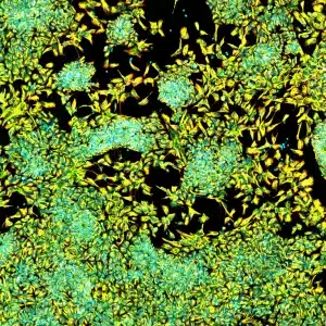 np mrna icc merge
