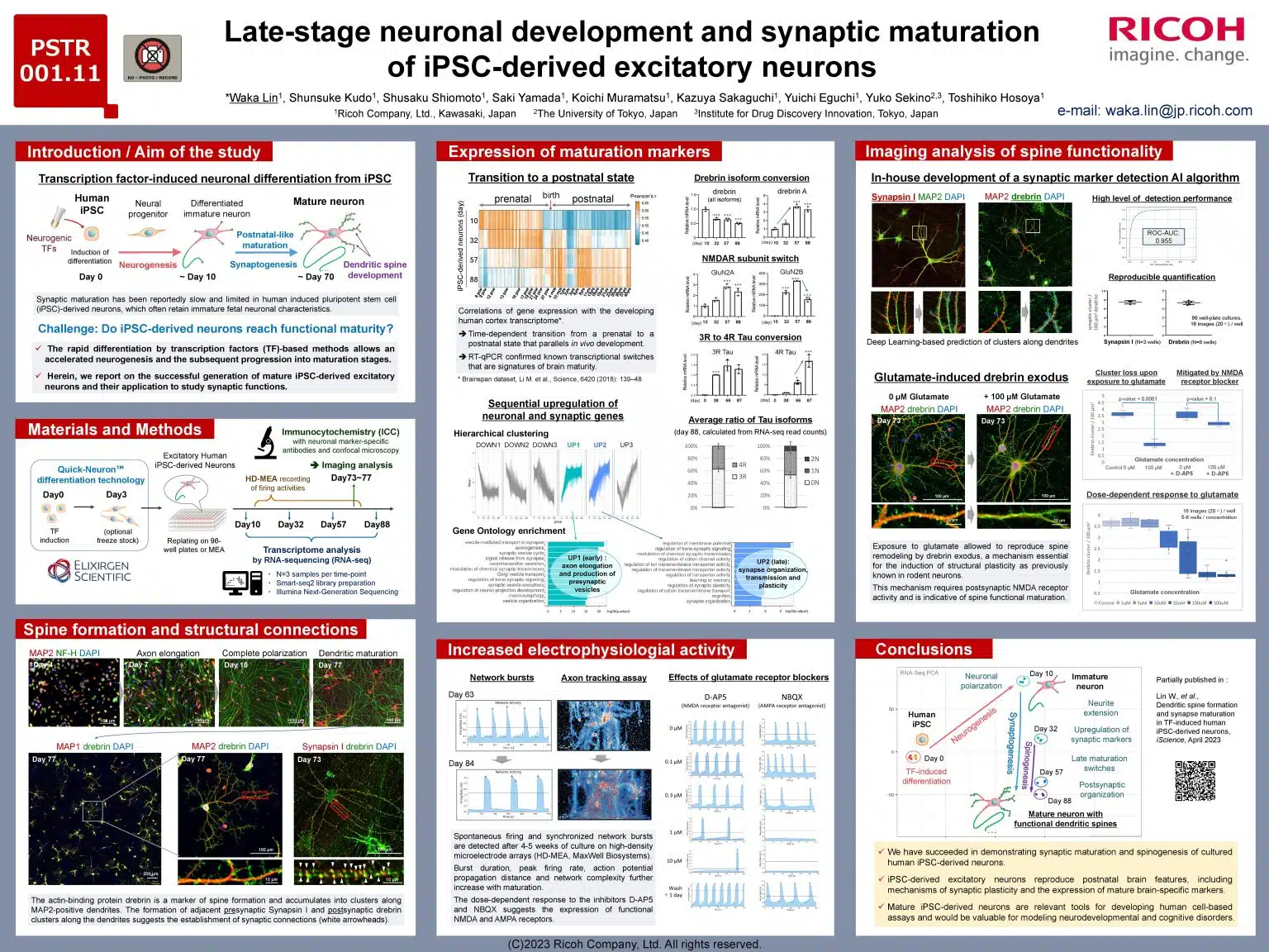 Late-stage neuronal development and synaptic maturation of iPSC-derived excitatory neurons (Society for Neuroscience 2023)