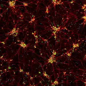 ss mrna hc cw50065 merge